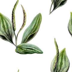 Plantain seamless pattern watercolor illustration. Plantago medicinal herb for wound healing pharmacy branding, first aid remedy packaging, regenerative skin care design, herbal wellness print © AnKa