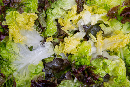 M&eacute;lange de salade feuille de ch&ecirc;ne verte et rouge fra&icirc;che, gros plan de feuilles de laitue croquantes pour fond alimentaire
