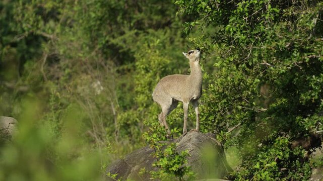 Wide shot of a male klipspringer standing on a rock while feeding on some fresh green leaves, Kruger National Park.