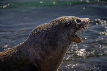 Naklejka premium A large male Australian fur seal resting on the rocks of a breakwater, opens its mouth wide and bares its impressively big teeth to keep other seals away at Narooma in New South Wales, Australia.