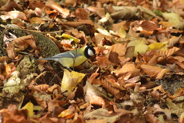 Meise im Herbstlaub © Laura