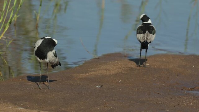 A pair of Blacksmith lapwing standing at the water's edge cleaning their feathers with water ripples in the background, Kruger National Park.