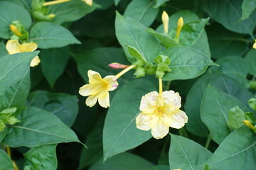Naklejka premium Yellow flowers and buds of Mirabilis jalapa in September