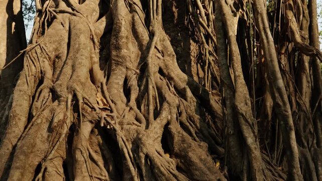 Massive intertwined banyan roots covering ancient jungle ruins in Angkor