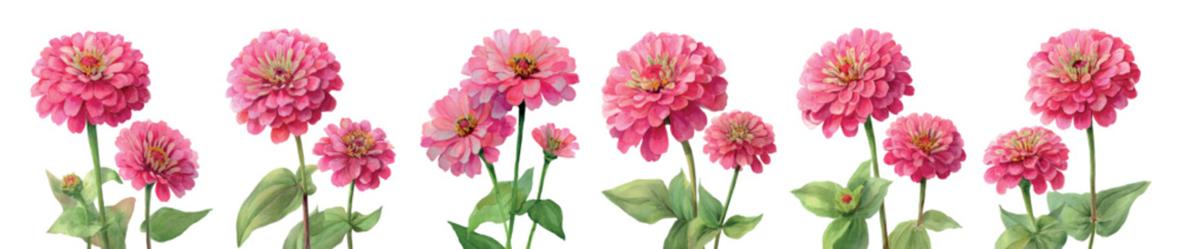 Pink zinnia flowers blooming in watercolor style, illustrating botanical beauty and springtime growth, offering a vibrant floral border on a clean white background