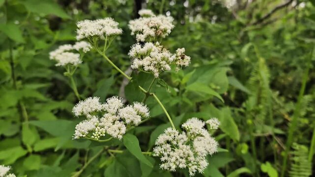 Boneset plant or Eupatorium sessilifolium
