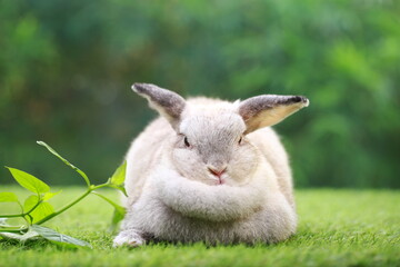 Obraz premium Netherlands Dwarf or ND rabbit grey bunny orange young rabbit on grey wood floor with green plant decoration as summer nature with green background. Happy bunny and relax pet.