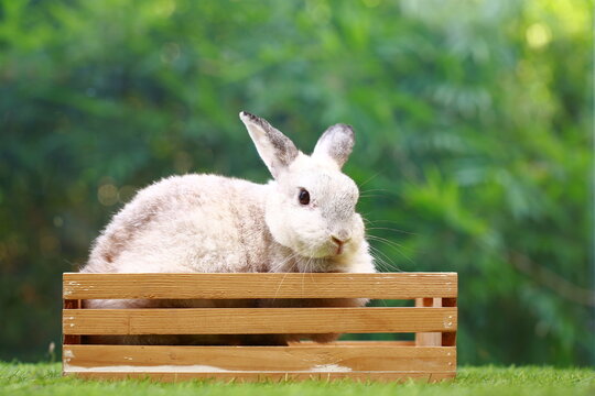 Netherlands Dwarf or ND rabbit grey bunny orange young rabbit on grey wood floor with green plant decoration as summer nature with green background. Happy bunny and relax pet.