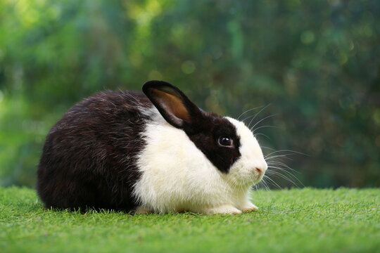 Black and white young rabbit on grey wood floor with green plant decoration as summer nature with green background. Happy bunny and relax pet.