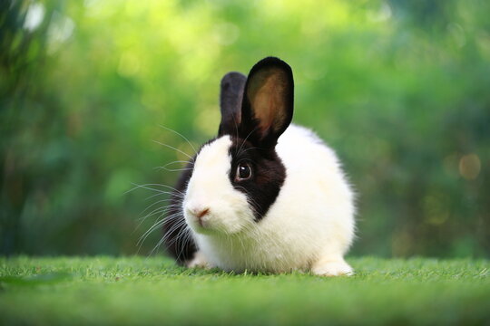 Black and white young rabbit on grey wood floor with green plant decoration as summer nature with green background. Happy bunny and relax pet.