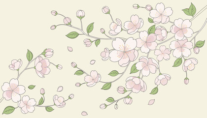 Delicate pink cherry blossoms on branches with green leaves, with some petals falling, against a light cream background. © budi