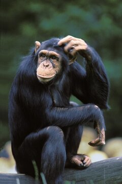 Chimpanzee (Pan troglodytes) scratching its head, Africa
