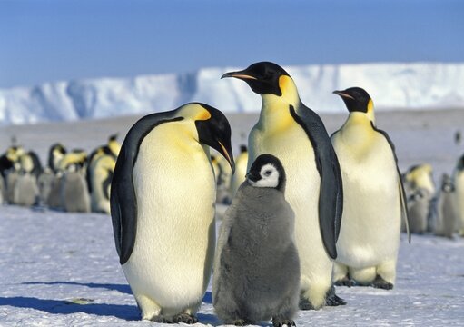 Emperor Penguins (Aptenodytes forsteri) with chick on iceshelf, Antarctica