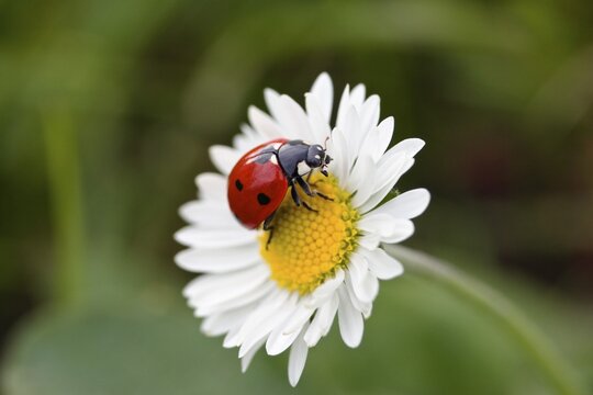 Seven-spot Ladybird (Coccinella septempunctata) on a Daisy (Bellis perennis), Bavaria, Germany, Europe
