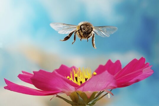 Honey bee (Apis mellifera), flying over pink flower of a Cosmos (Cosmos), Germany