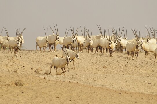 Arabian Oryx (Arabian Oryx), Sir Bani Yas Island, Abu Dhabi, United Arab Emirates, Arabia, Near East, Orient