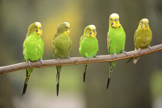 Budgerigars (Melopsittacus undulatus), captive, Saxony-Anhalt, Germany