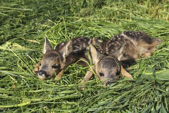 European roe deerkitze ( Capreolus capreolus) , age one day, lying in meadow, saved from mowing the meadow, Allg&auml;u, Bavaria, Germany