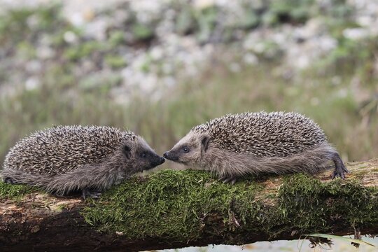 European Hedgehogs (Erinaceus europaeus), young, 7-8 weeks, Allg&auml;u, Bavaria, Germany