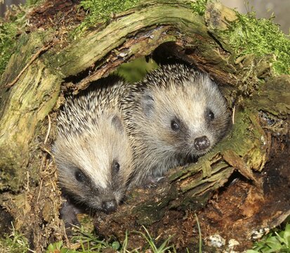 Hedgehog (Erinaceus europaeus), young animals in old tree stump, Allg&auml;u, Bavaria, Germany