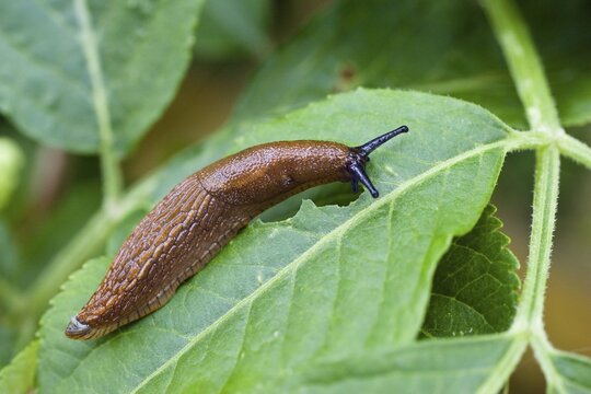 European Red Slug (Arion rufus), Bavaria, Germany, Europe