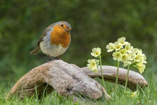 European robin (Erithacus rubecula) sits on a root, next to it a True oxlip (Primula elatior), Schwaz, Tyrol, Austria