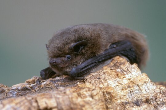 Common Pipistrelle Bat (Pipistrellus pipistrellus) clinging to a piece of wood, Schwaz, Tyrol, Austria, Europe