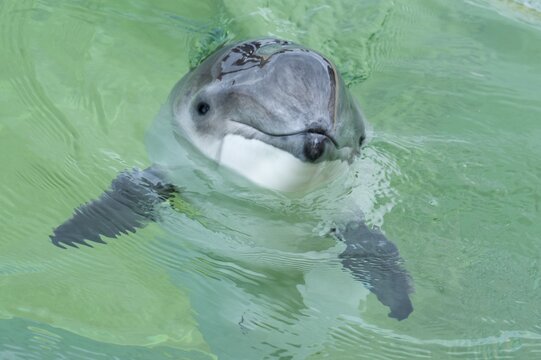Portrait of a Porpoise ( Phocoenidae) De Koog, Texel, Netherlands