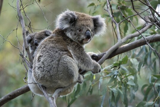 Koala (Phascolarctos cinereus) with baby in Gum Tree, Victoria, Australia