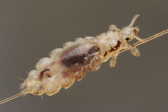 Head louse (Pediculus humanus capitis) on a human hair, Germany