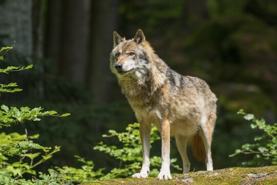Gray wolf (Canis lupus), looks attentively, captive, Bavarian Forest National Park, Bavaria, Germany