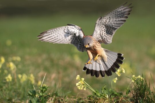 Male Common Kestrel (Falco tinnunculus) swooping down to loot