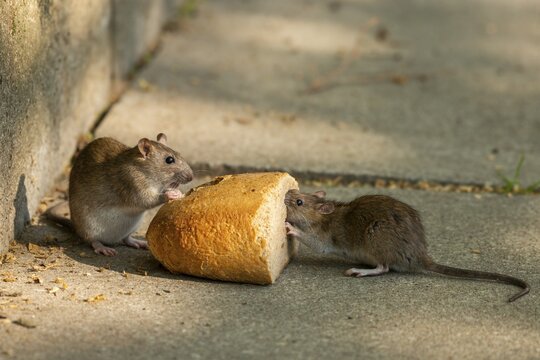 Brown rats (Rattus norvegicus) eating bread, Thuringia, Germany