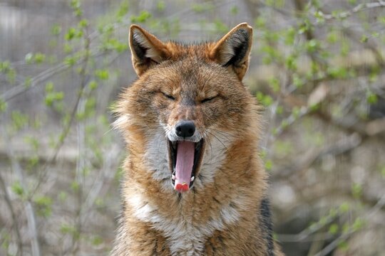Golden jackal (Canis aureus) yawns, animal portrait, Austria