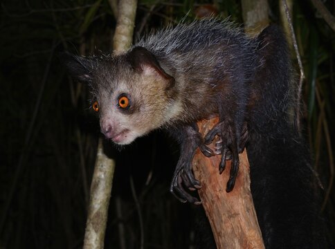 Aye-aye (Daubentonia madagascariensis), West Masoala forests, Northeastern Madagascar