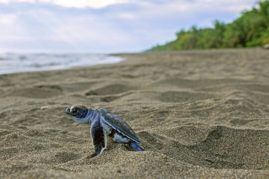 Pacific green turtle or green sea turtle (Chelonia mydas), juvenile on way to sea, Caribbean, Costa Rica