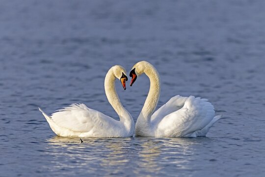 Two Mute swans (cygnus olor) swimming mating on the Rhine, Germany