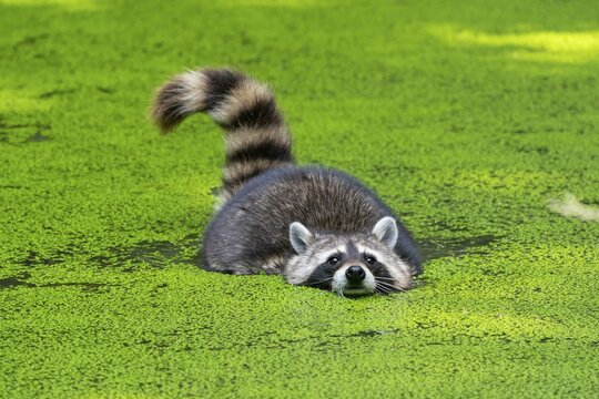 Raccoon (Procyon lotor) swims in a pond, Germany