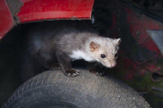 Beech marten (Martes foina) sitting on a car tyre, captive, Germany