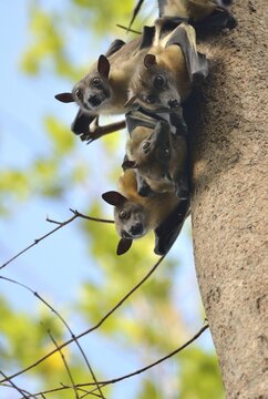 Straw-coloured Fruit Bats (Eidolon helvum) on a tree, Kasanka National Park, Zambia