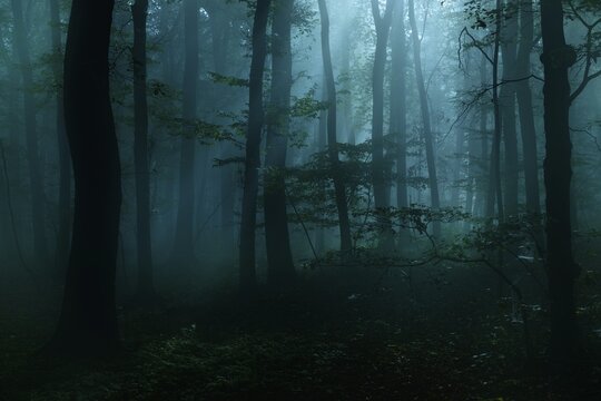 Mysterious dark forest at night with fog and moonlight, near Freyburg, Burgenlandkreis, Saxony-Anhalt, Germany