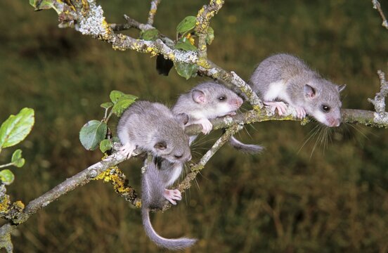 Fat Dormice (Glis glis), young climbing branches of an apple tree