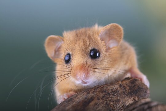 Hazel Dormouse, Common Dormouse (Muscardinus avellanarius), portrait, Oberbiel, Solms, Hesse, Germany