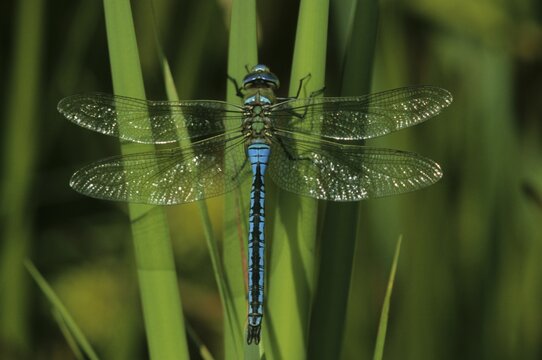 Emperor Dragonfly, Anax imperator