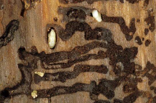 European Spruce Bark Beetle larvae (Ips typographus) at the end of tunnels eaten through wood