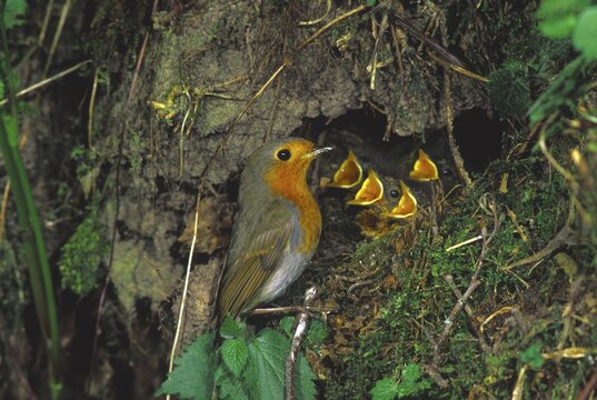 Robin Robins (Erithacus rubecula) nest with fledglings