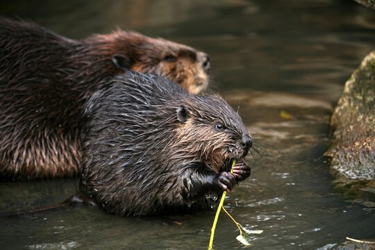 Beaver (Castor fiber), juvenile feeding on branch, Bad Mergentheim outdoor enclosure, Baden-Wuerttemberg, Germany, Europe