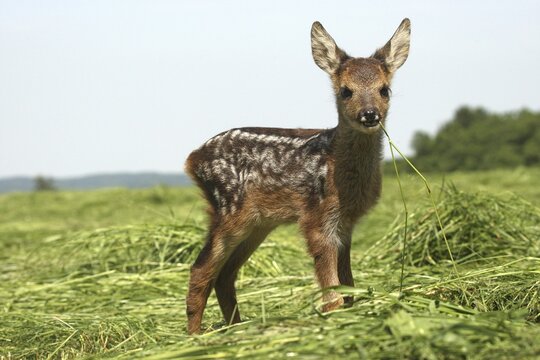 European roe deer (Capreolus capreolus), fawn standing on mown meadow, three weeks old, Allg&auml;u, Bavaria, Germany