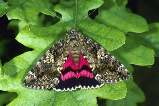 Dark Crimson Underwing (Catocala sponsa), fam. Noctuidae