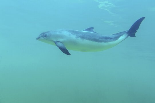 Porpoise ( Phocoenidae) floating under water, De Koog, Texel, Netherlands